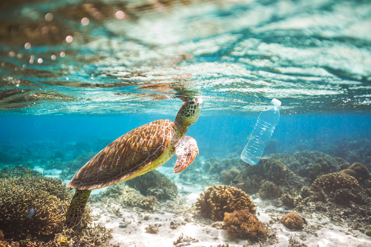 Turtle and plastic bottle underwater marine environment