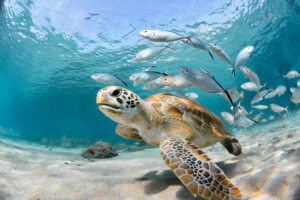 School of fish and turtle swimming