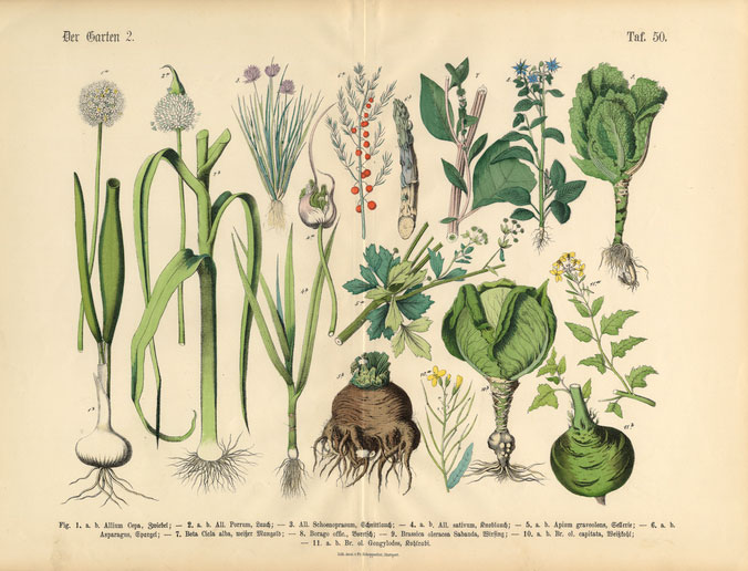 Botany chart with vegetables, berries, and fruit illustrations