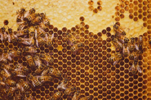 Honey bees in honeycomb
