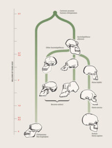 Human evolution